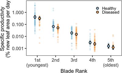 Effects of Seagrass Wasting Disease on Eelgrass Growth and Belowground Sugar in Natural Meadows